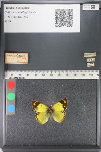 Media type: image;   Entomology 125320